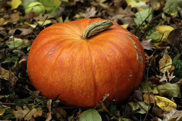 Fototapeta premium pumpkin