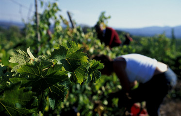 vendemmia