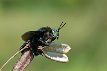nature bee