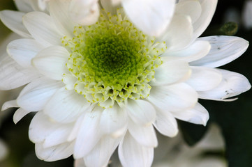 white flower