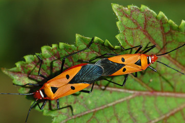insect mating