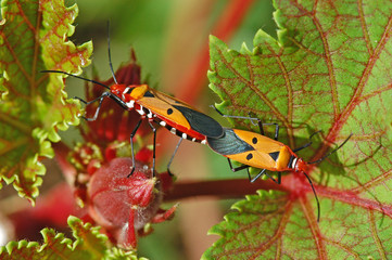 nature insects
