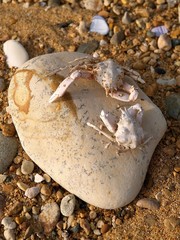 battle of the dead crabs on the sea coast