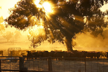 cattle sunrise