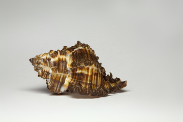 sea shell - 4