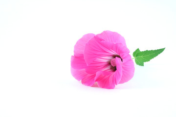 pink flower (lavatera trimestris) and single green leaf, isolate - Powered by Adobe