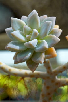 Turquiose And Orange Cactus