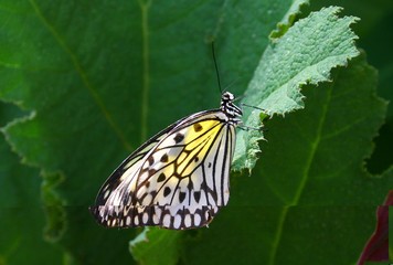 schmetterling