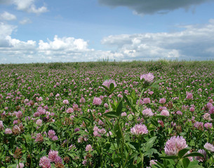 clover stubble