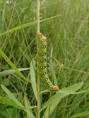 motley caterpillar