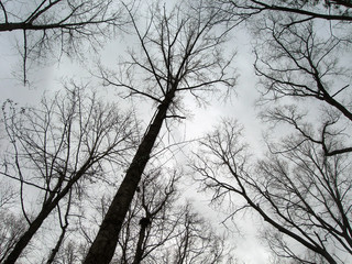 scary tall trees