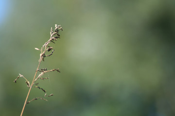 straw