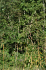straw