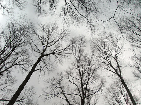 Fototapeta scary tall trees
