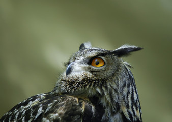 owl