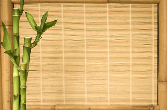 background series: bamboo with shoot