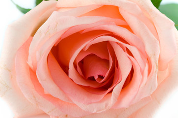 pink rose