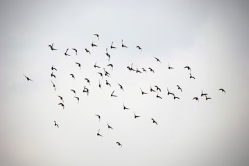palomas
