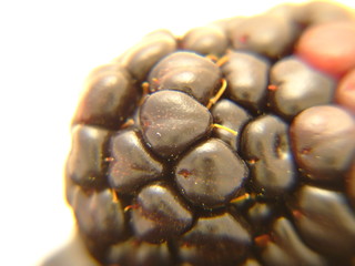 blackberry close up