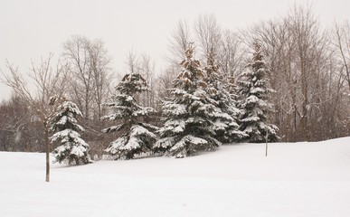 winter scene
