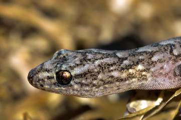 marbled gecko