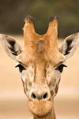 close up of a giraffe at eye close up of giraffe a