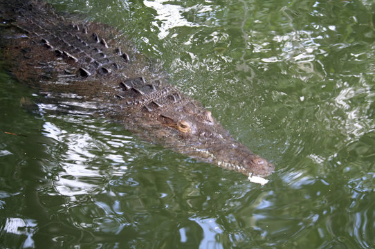 caribbean crocodile