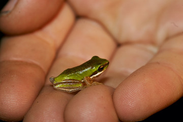 green tree frog