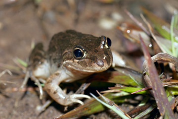 limnodynastes tasmaniesis