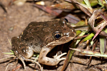 limnodynastes tasmaniesis