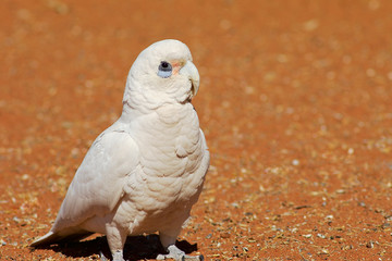 major mitchell cockatoo
