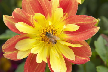 bee yellow red