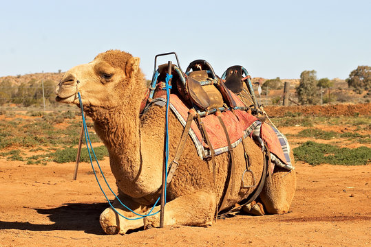 camel sitting with saddle