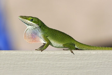 bright green gecko
