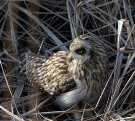 short eared owl