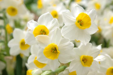 Afwasbaar Fotobehang Narcis witte narcissen