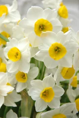 Tissu par mètre Narcisse jonquilles blanches