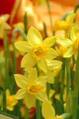 Abwaschbare Fototapete Narzisse yellow daffodils