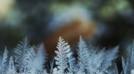 frost