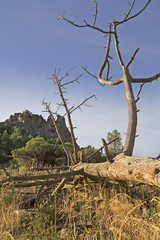 arbol seco y peña muñana