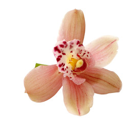 Obraz na płótnie Canvas jedna różowa orchidea na białym tle