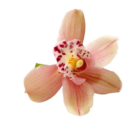 one pink orchid over white background © VIKTORIIA KULISH