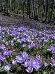 risveglio primaverile