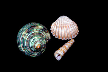 shells