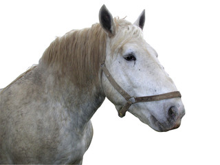 0617- cheval percheron sur fond blanc
