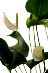 calla © Susanne Güttler
