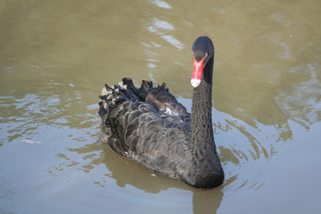 cigno nero