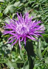 fleur de pissenlit mauve3