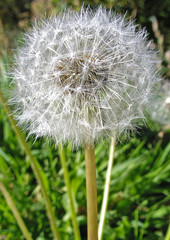 Fototapeta premium fleur de pissenlit blanche