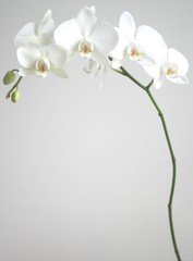 witte orchidee